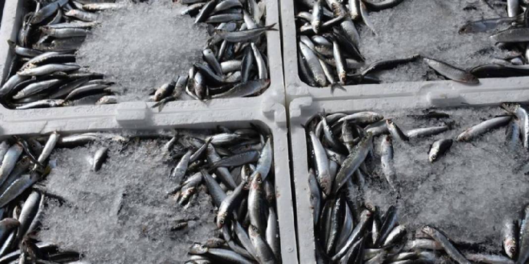 Yurt dışına kasa kasa gidiyor! İtalya, İspanya, Portekiz istiyor: 300 TL’lik fiyattan ürün talebe yetmiyor 2